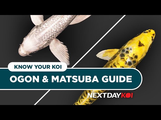 Ogon & Matsuba Koi | Know Your Koi Episode 6 | Next Day Koi