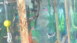 Excited marmoset goes ape shit...err, monkey shit over a snack!!!