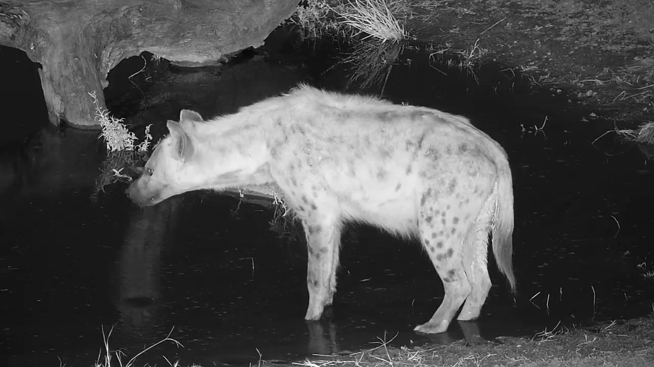 camera iphone 8 plus apk Djuma: Lone Hyena - 17:38 - 06/30/19