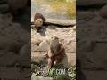 What Is This Otter Playing With? 😂🦦