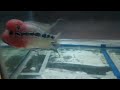 End of video
