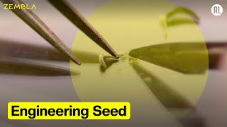 Thumbnail for Engineering Seed | Zembla International