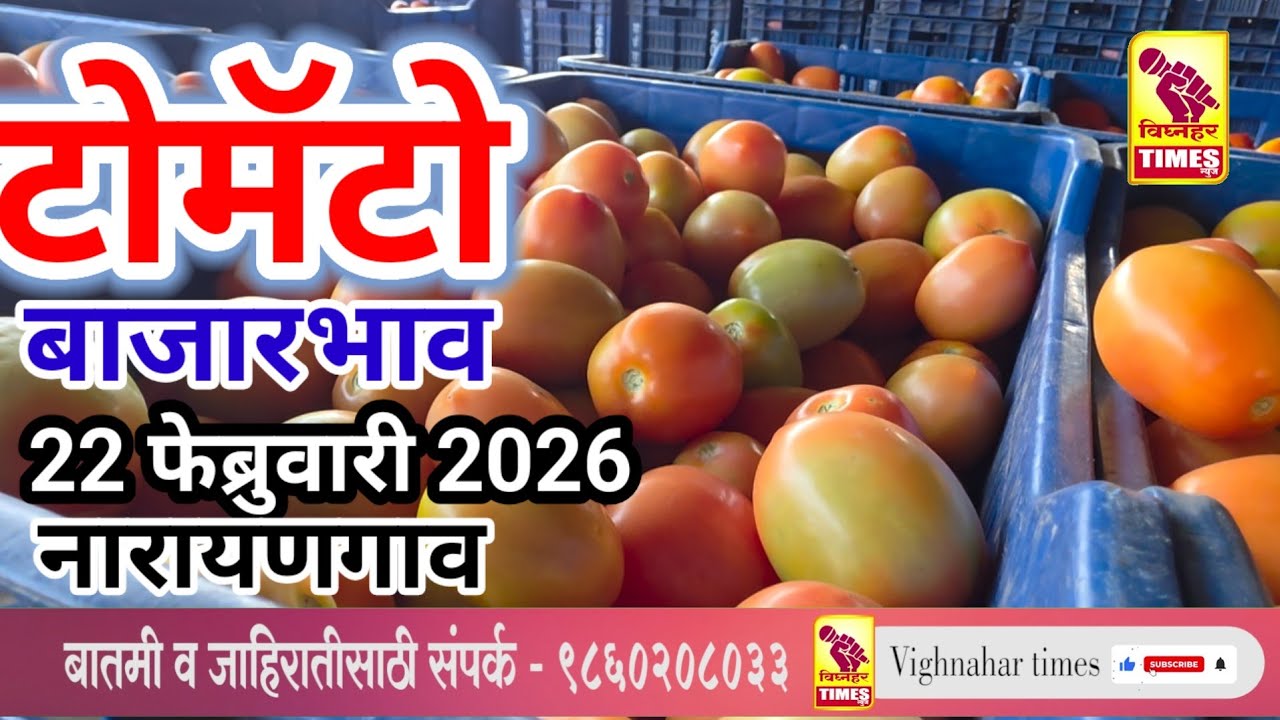 नारायणगाव टोमॅटो मार्केट दिनांक 22 फेब्रुवारी 2026 रोजी पहा काय मिळाला बाजारभाव?