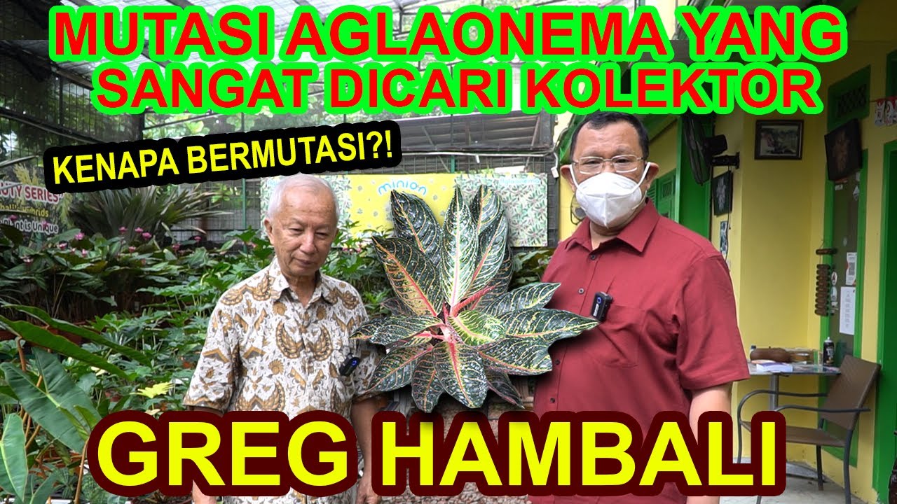 MUTASI AGLAONEMA YANG SANGAT DICARI KOLEKTOR DARI GREG HAMBALI!!