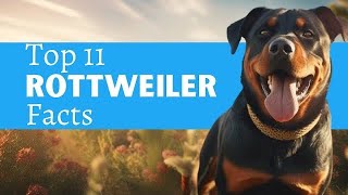 11 Rottweiler Facts You MUST Know Before You Own One #rottweilers #rottweiler