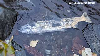 Goldstream Provincial Park, Salmon Run | TON Travels
