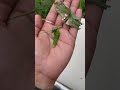 Pupa and larvae of butterfly 🦋 🐛  #pupa #larva #butterfly #nature #wildlife #youtubeshorts #shorts