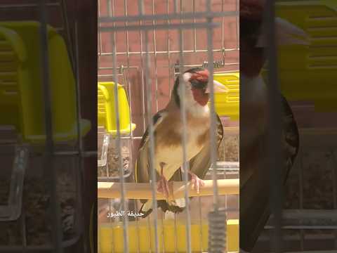 هيجان طائر الحسون تغريد حسون هائج