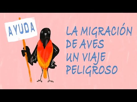 Video: Cómo Ayudar A Los Pájaros Durante El Invierno