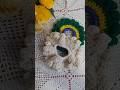#crochet #empreendernoartesanato #tutorialamigurumicompleto #brasil #xuxinha #cabelo