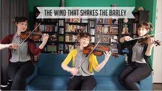 The Wind That Shakes The Barley Irish Fiddle Tune