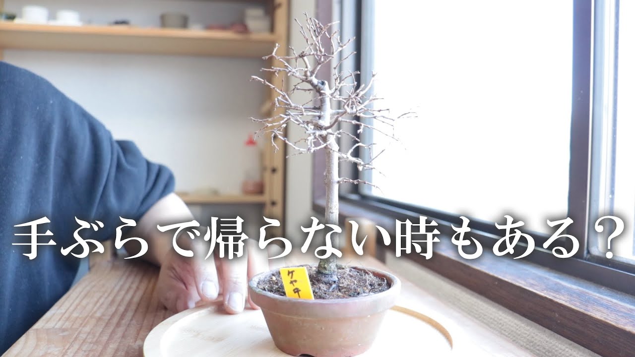 Introducing the bonsai I bought. Sometimes I go to an event and