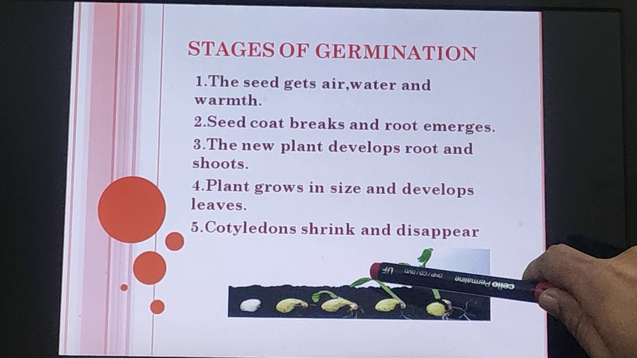Class 5 science topic seed germination - YouTube