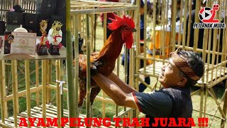 Keren Peternakan Ayam Pelung Juara