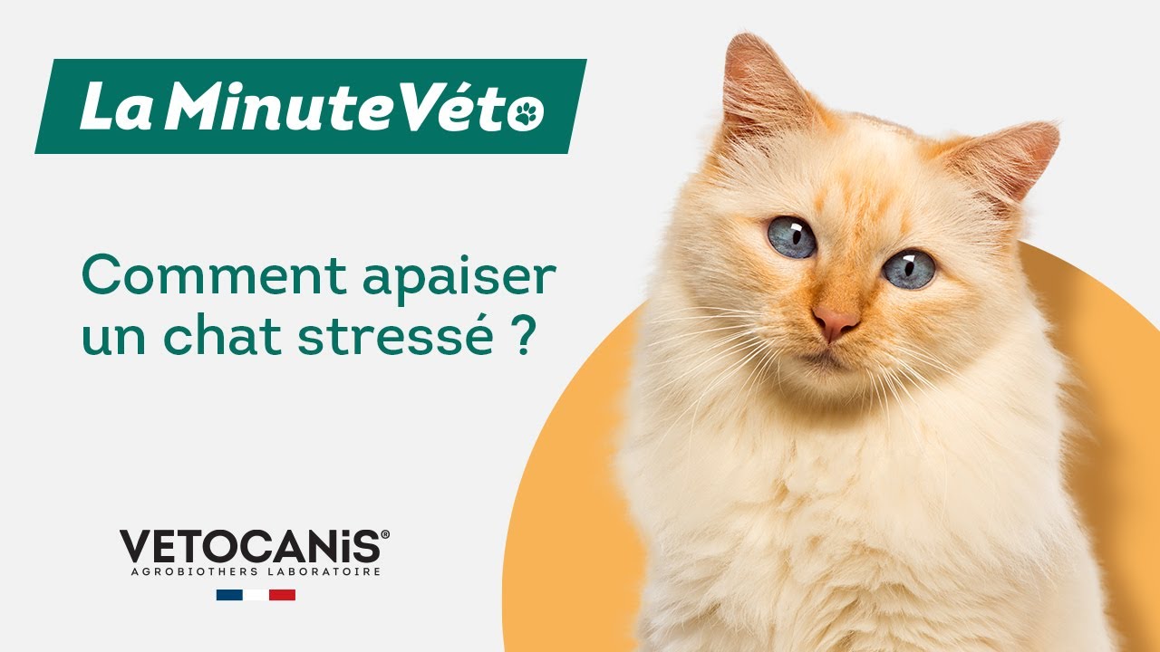 Les symptômes du stress chez le chat : Les connaitre pour mieux anticiper