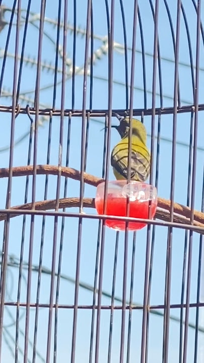 Burung Sogon Isian Ciblek