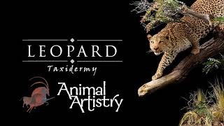 Animal Artistry - Leopard Taxidermy Gallery