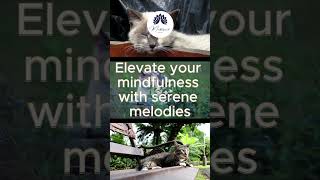 Calming Music for Cats with Anxiety! Deep Soothing Music for Anxious, ill and Stressed Cats! Short 1