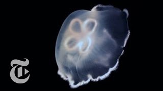 The Jellyfish Engine - ScienceTake