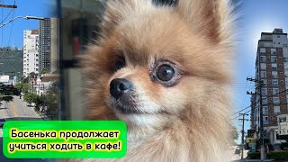 Басенька продолжает учиться ходить в кафе!