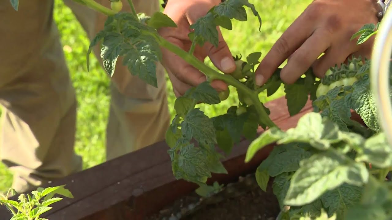 Sadenie paradajok (NOVÁ ZÁHRADA)
