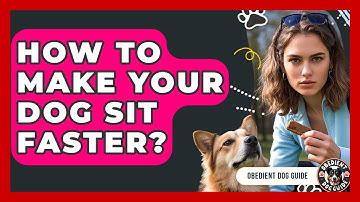 How To Make Your Dog Sit Faster? - Obedient Dog Guide