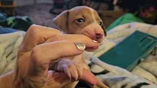 Italian Greyhound puppies have new teeth!