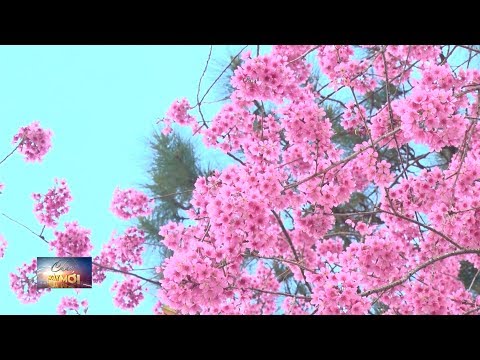 Video Mai Anh Đào nhuộm hồng phố núi Đà Lạt - youtube