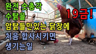 완전숫총각수탉을 암탉들과 처음합사시키면생기는일/What happens when a male rooster mixes with a hen for the first time? screenshot 3