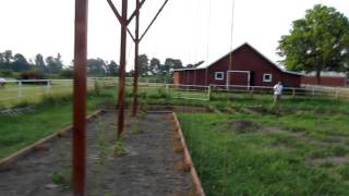 First year Ohio hops - Growing hops with a trellis