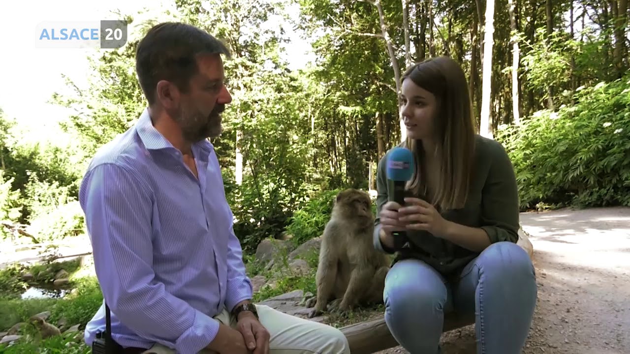 Dans Les Coulisses De La Montagne Des Singes