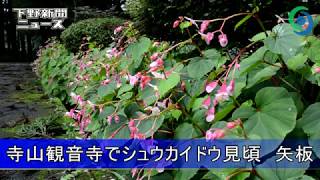 寺山観音寺でシュウカイドウ見頃　矢板