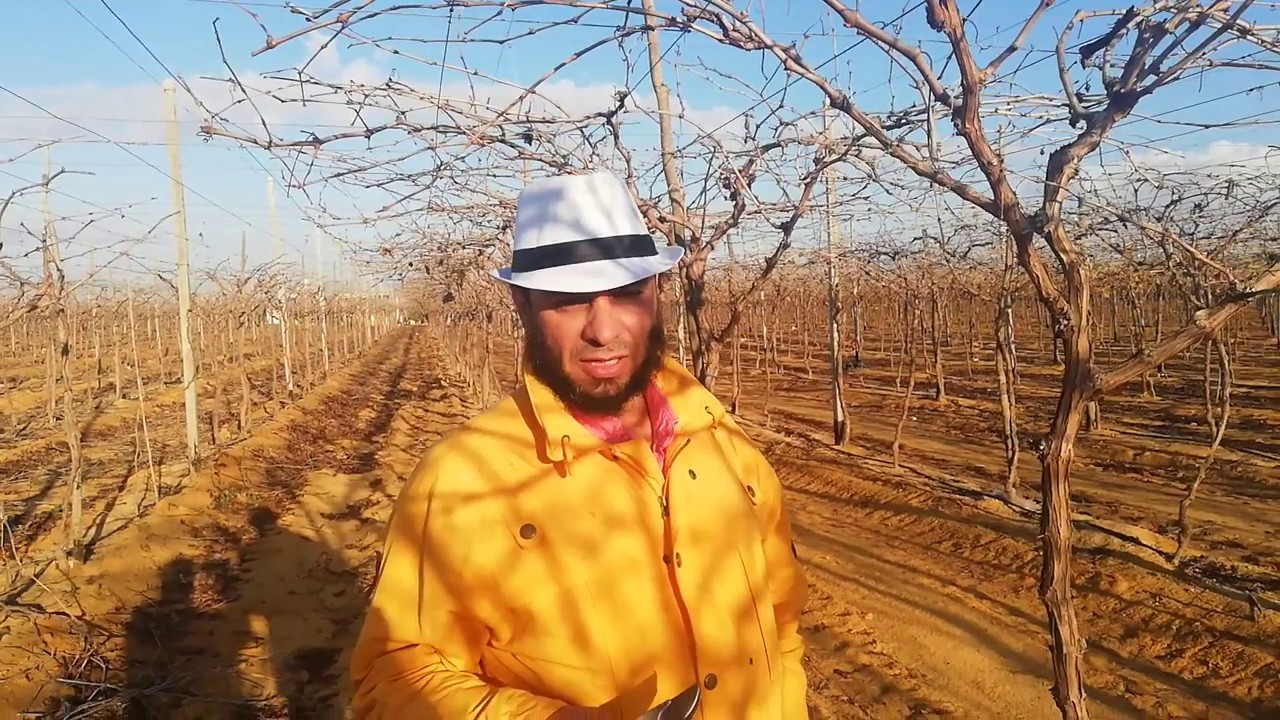 التقليم بطريقة ال 45 للعام الثاني من الإنتاج لصنف الفليم Pruning grapes