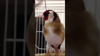 فيديو رقم (15) تغريد حسون  من الزمن القديم #goldfinch_song #chardonneret screenshot 5