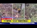 【CNN精選】最萌嚮導! 科羅拉多消防打野火 「在地羊」領路還幫滅火｜TVBS新聞