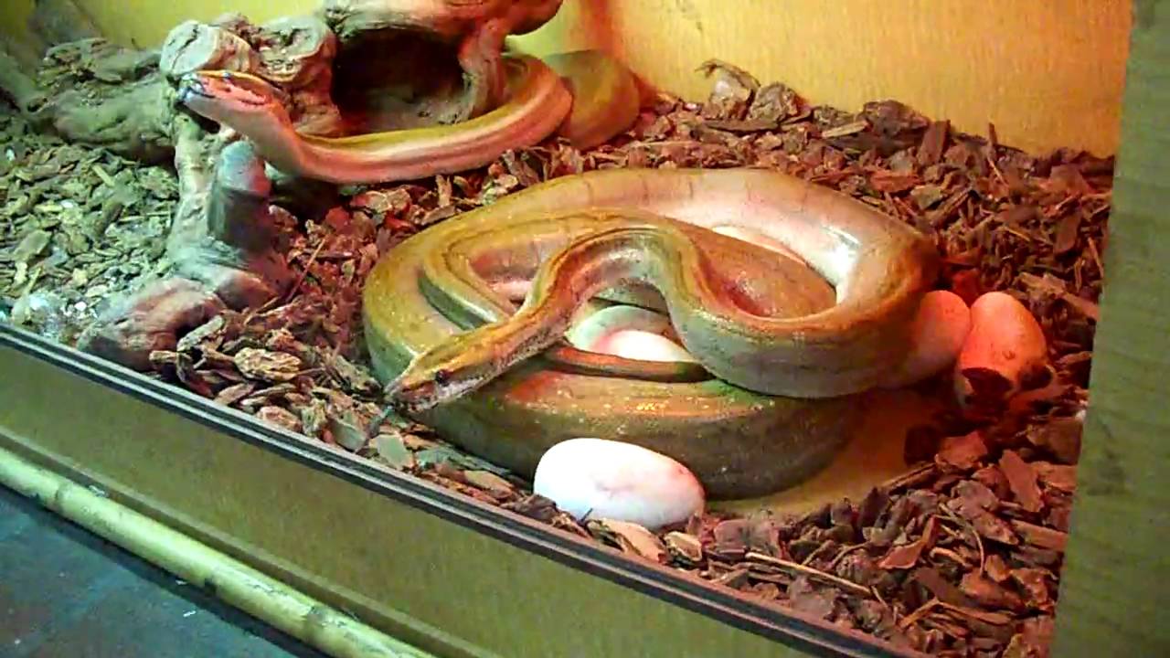 snowpiercer Under the Box