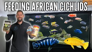 FEEDING AFRICAN CICHLIDS (How Much, How Often, & What Food)  10 Tips!