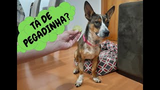 PEGADINHA com a CACHORRA MALU