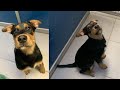 Puppy Update - Bo is in Jail :(