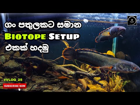 A biotope similar to a river bottom - #VLOG_25 | The Fishyflex