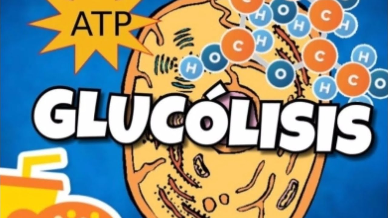 🔬GLUCÓLISIS [RESPIRACIÓN CELULAR] aprende lo más