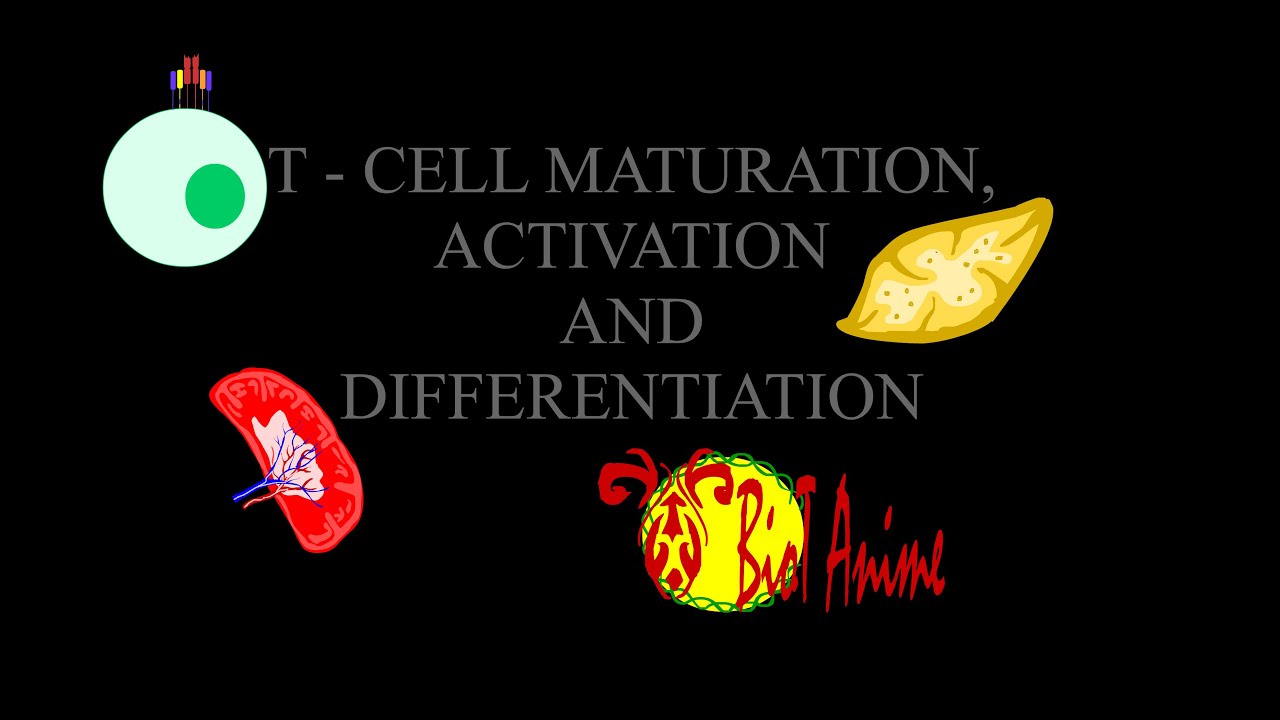 T cell production and activation|Positive selection|Negative selection|T cell maturation.