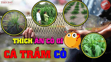 Cá trắm cỏ thích ăn loại giống cỏ chăn nuôi gì nhất
