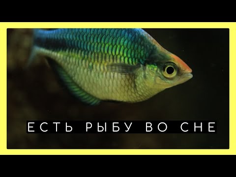 Есть рыбу во сне. Сонник, толкование сна