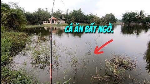 Câu cá lóc ao nuôi,toàn dính cá  mập ú nu.Thợ săn cá lóc.