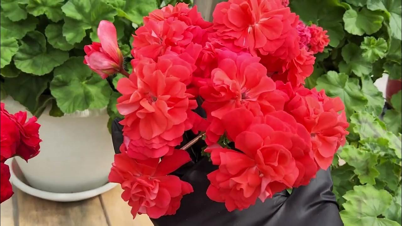 Пеларгония майя плисецкая фото куста