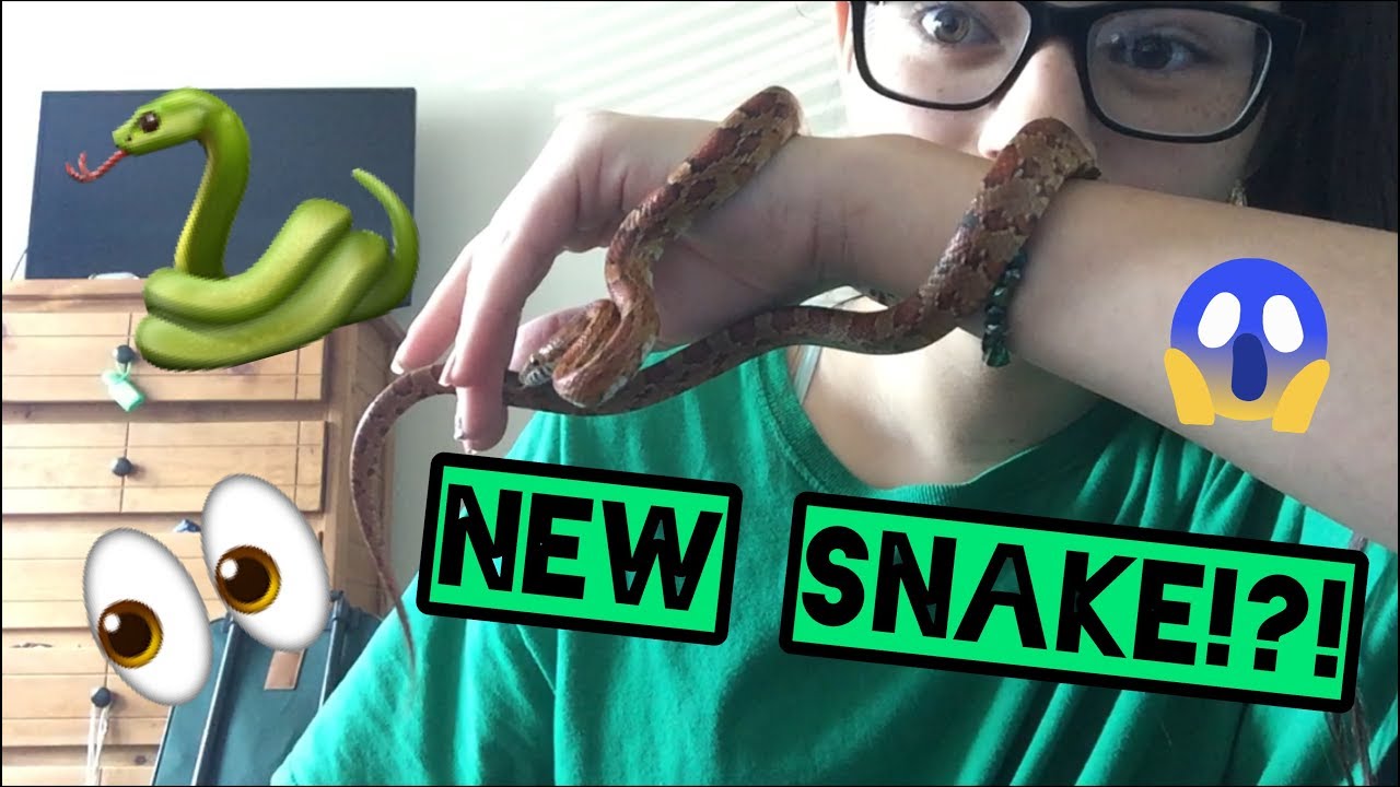 Unboxing Corn Snake from Underground Reptiles!!!