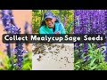 How to Collect Mealycup Sage Seeds 🌱 Harvest Store Save