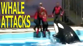 KILLER WHALE ATTACKS HELPLESS PERFORMER AT WATER PARK!