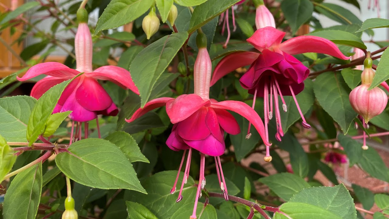 Fuchsia update and summer care PLUS a bonus look at our Phygelius